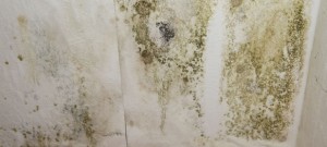 mold growth on wall