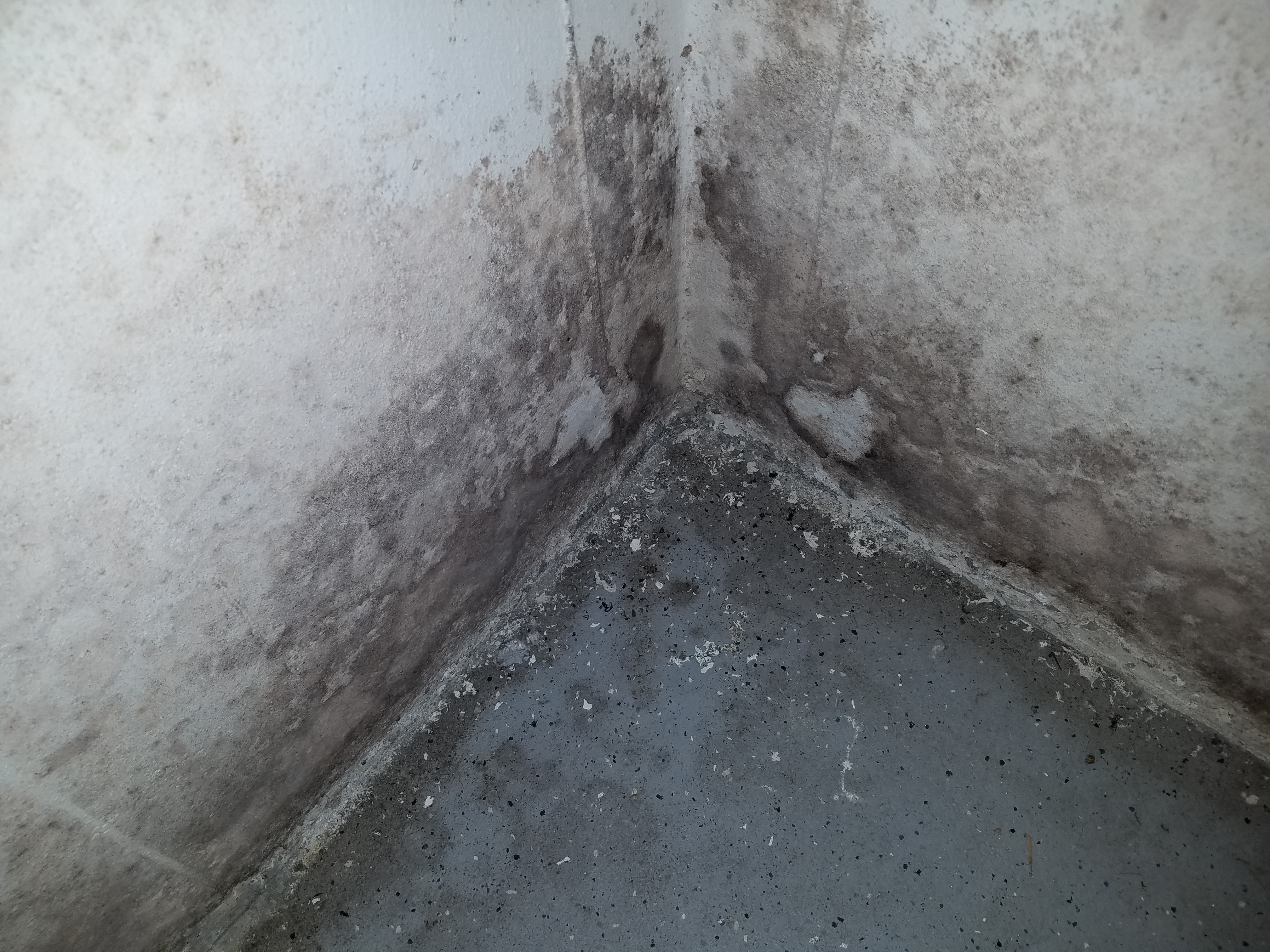 Mold on wall in basement