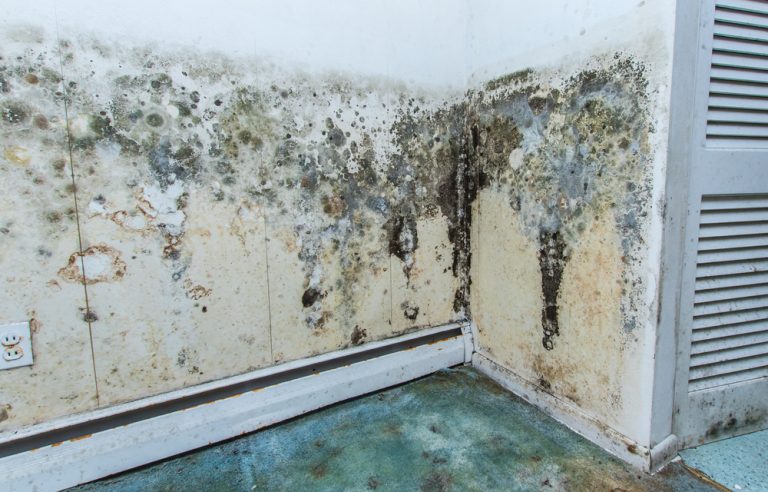 mold growth in a home during the summer