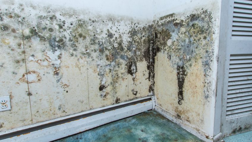 mold growth in a home during the summer