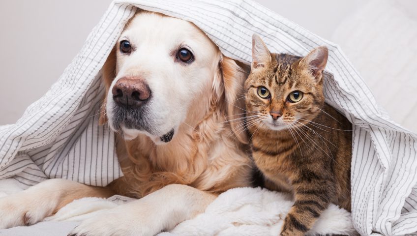 dog and cat lying down