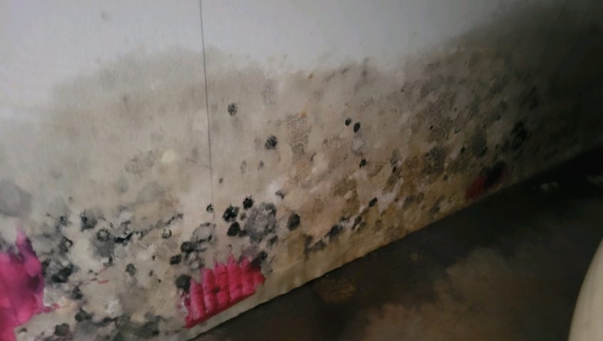 Mold in a Basement