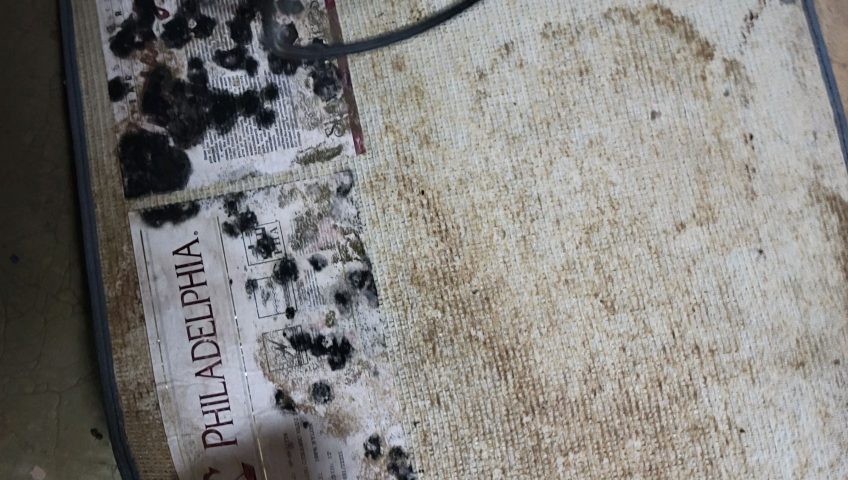 Mold on a Carpet