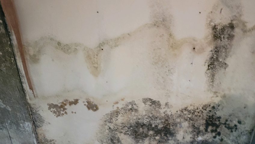 Mold damage on a wall