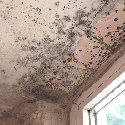 Mold on ceiling wall