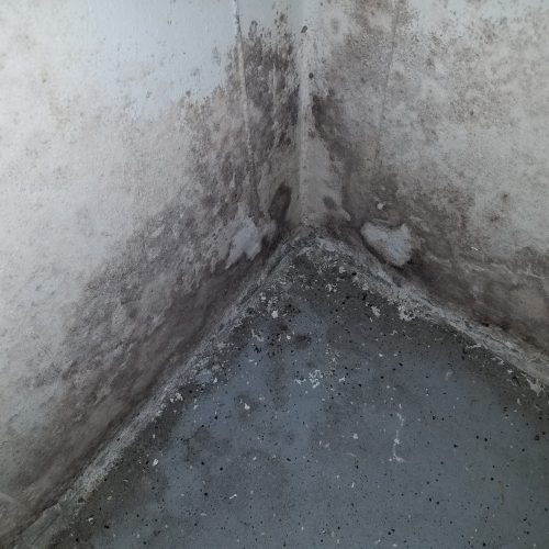 Home Mold